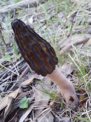 Morchella australiana
