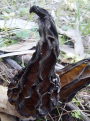 Morchella australiana