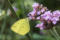 Eurema mandarina
