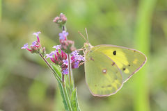 Colias poliographus