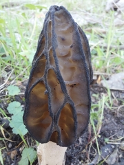 Morchella australiana
