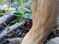 Morchella australiana