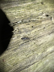 Paronellidae