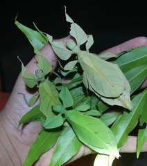 Cryptophyllium parum