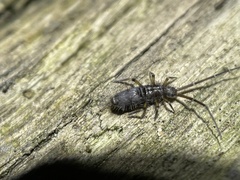 Paronellidae