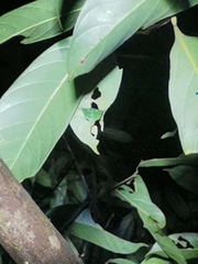 Cryptophyllium parum