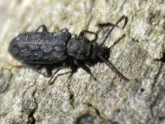 Ulodidae