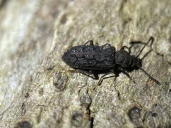 Ulodidae