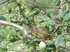 Paraxerus cepapi cepapi