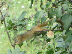 Paraxerus cepapi cepapi