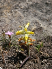 Lachenalia vanzyliae