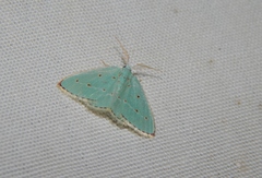 Comostolopsis stillata