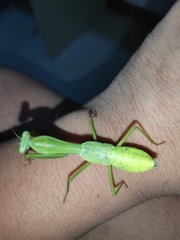 Hierodula jianfenglingensis