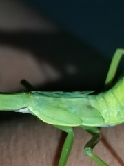 Hierodula jianfenglingensis