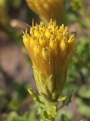 Pegolettia baccaridifolia