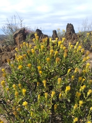 Pegolettia baccaridifolia