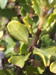 Pegolettia baccaridifolia