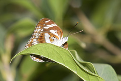 Limenitis sulpitia