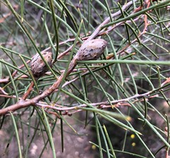 Hakea mitchellii