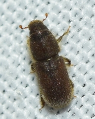 Hylurgus ligniperda