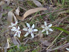 Wurmbea dioica