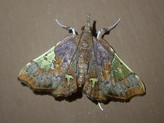 Atelocentra