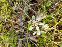 Wurmbea dioica