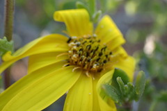 Osteospermum sinuatum