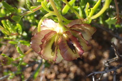 Osteospermum sinuatum