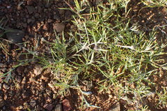 Alatoseta tenuis