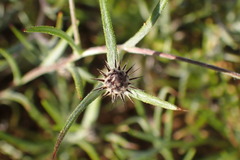 Alatoseta tenuis