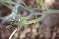 Alatoseta tenuis