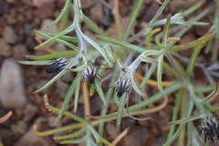Alatoseta tenuis
