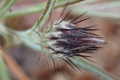 Alatoseta tenuis