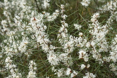 Hakea rostrata