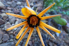 Gazania heterochaeta