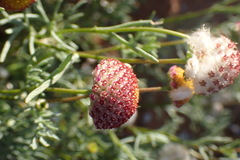 Lasiospermum brachyglossum