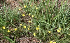 Cyperus sphaerocephalus