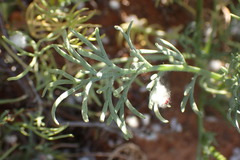Lasiospermum brachyglossum