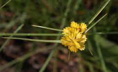Cyperus sphaerocephalus