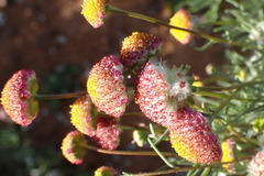 Lasiospermum brachyglossum
