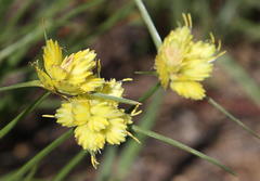 Cyperus sphaerocephalus