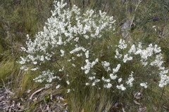 Hakea rostrata