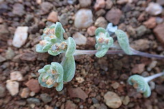 Helichrysum leontonyx