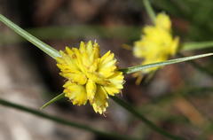 Cyperus sphaerocephalus