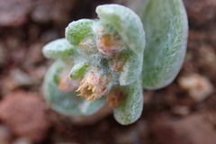 Helichrysum leontonyx