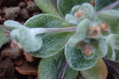 Helichrysum leontonyx