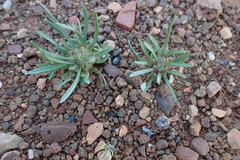 Ifloga anomala