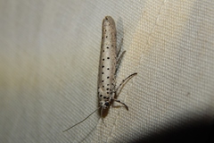 Yponomeuta fumigatus