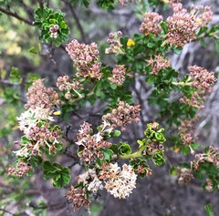 Pomaderris obcordata
